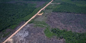 leilão do Eco Invest