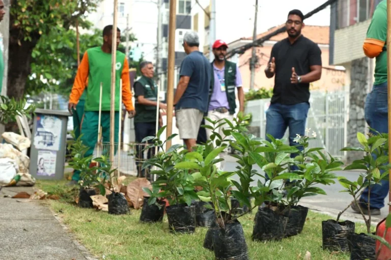 Salvador intensifica arborização urbana para combater ilhas de calor