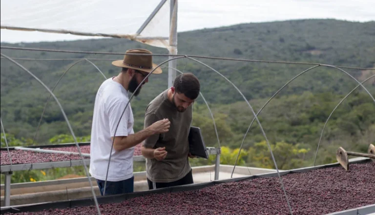 Cafeicultura artesanal da Bahia atrai dez mil visitantes na Serra