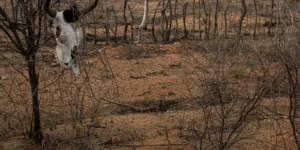 COP 17