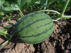 Como Juazeiro se tornou uma das maiores exportadoras de frutas do Brasil no meio do semiárido