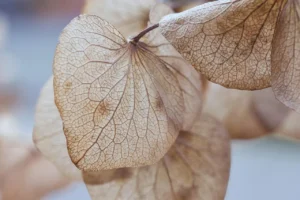 Como "ressuscitar" uma planta que parece morta usando apenas água e um palito de fósforo.