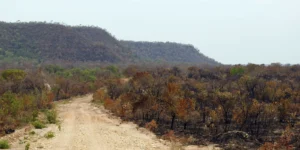 vegetação nativa do Brasil