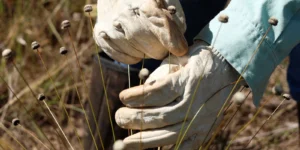 Plantas extintas