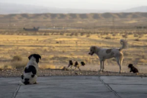 animais de rua em Catu