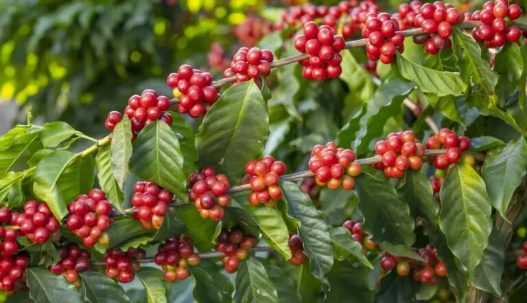 Encontro Nacional do Café impulsiona produtores em Barra do Choça