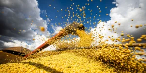 produção agrícola