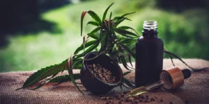 cannabis medicinal