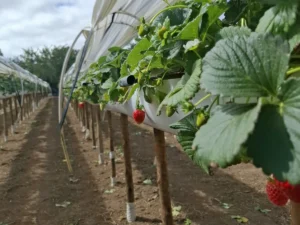 agricultura na Bahia