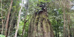agenda ambiental