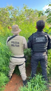 erradicação de maconha