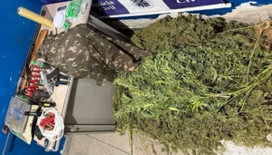 plantação de maconha