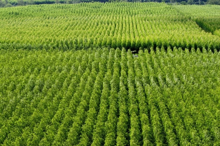 Cruz das Almas sedia seminário sobre produção florestal sustentável na Bahia